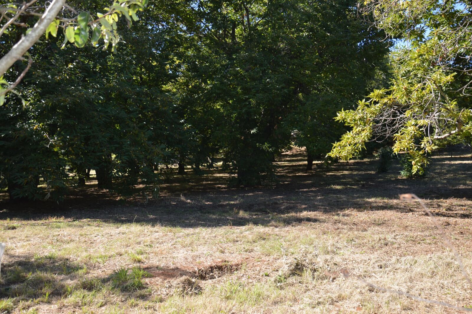 Terreno campo scout Il Castagneto, Rocca Massima, foto 4