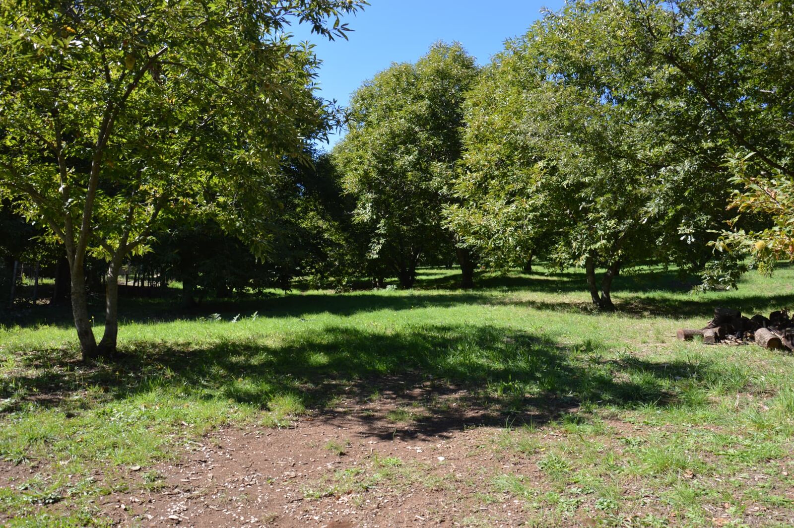 Terreno campo scout Il Bosco, Rocca Massima, foto 5