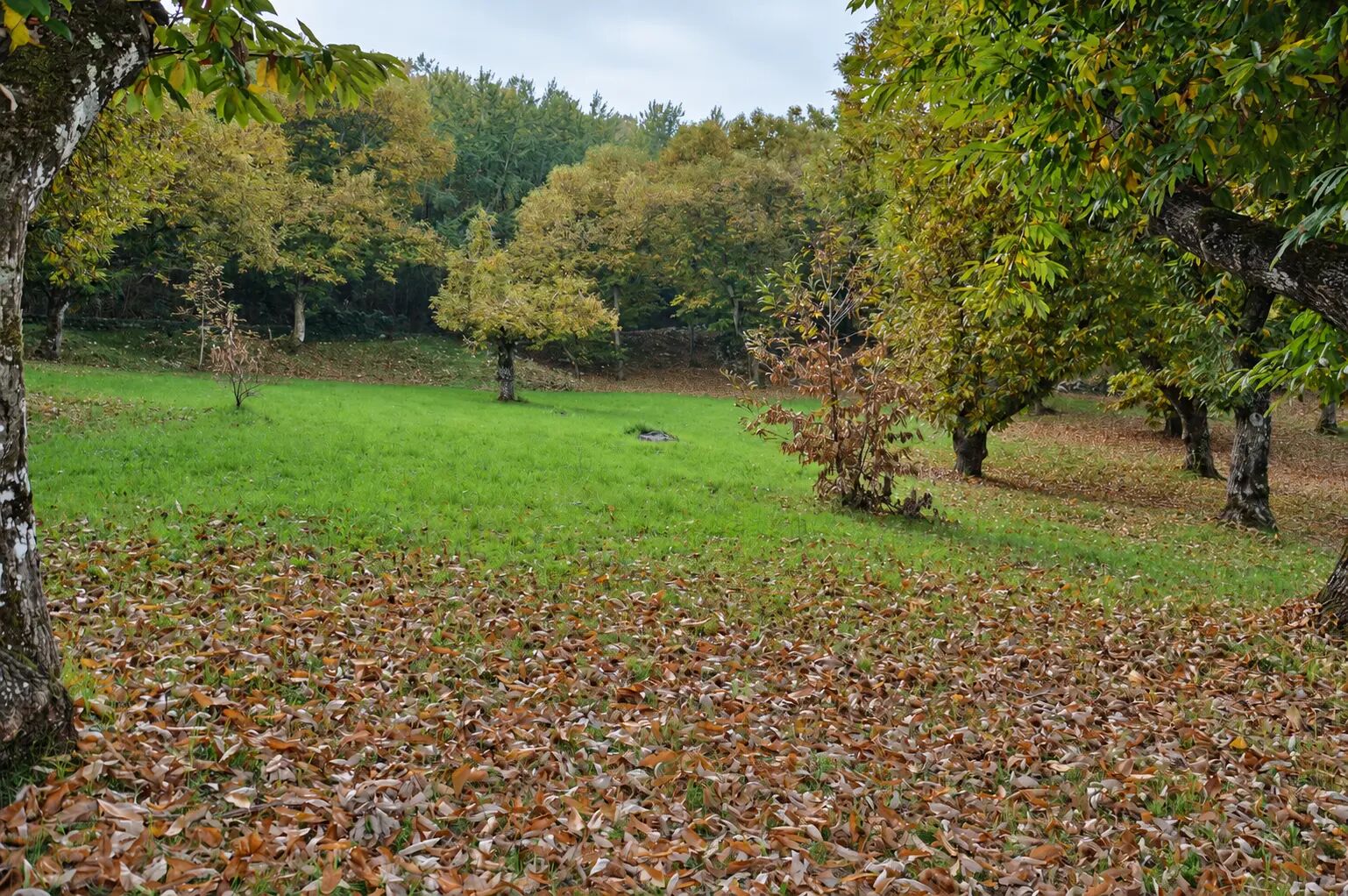 Terreno campo scout La Casetta, Rocca Massima, foto 3