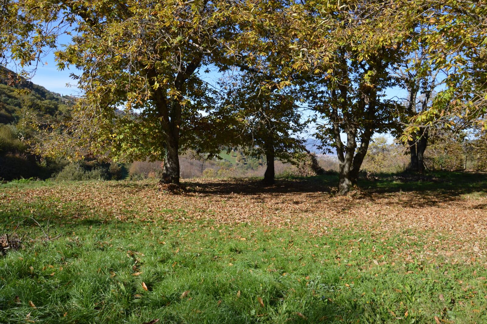 Terreno campo scout Il Castagneto, Rocca Massima, foto 3