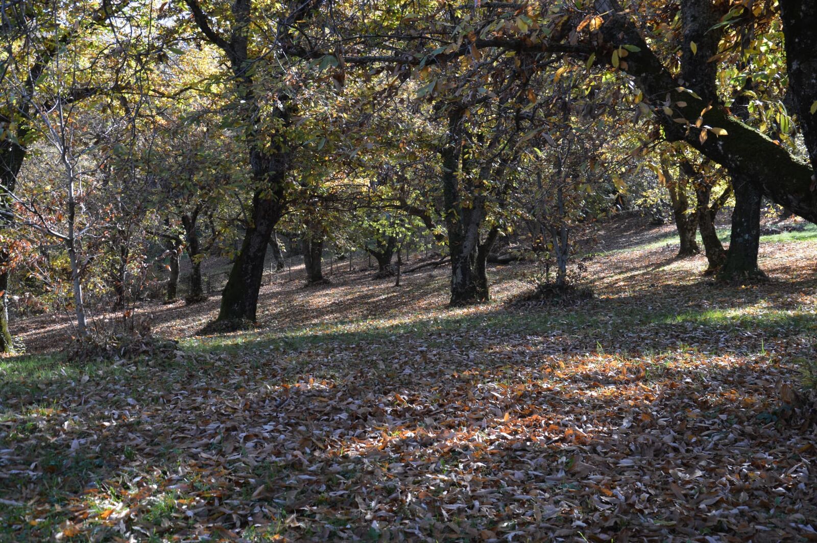 Terreno campo scout Il Castagneto, Rocca Massima, foto 7