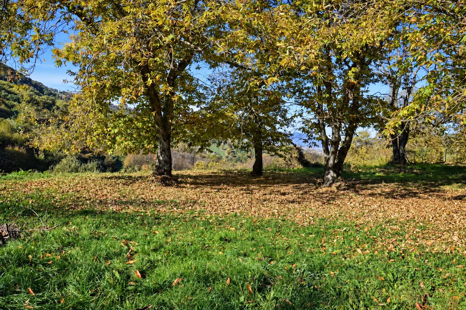 Terreno campo scout La Cerqueta, Rocca Massima, foto 3