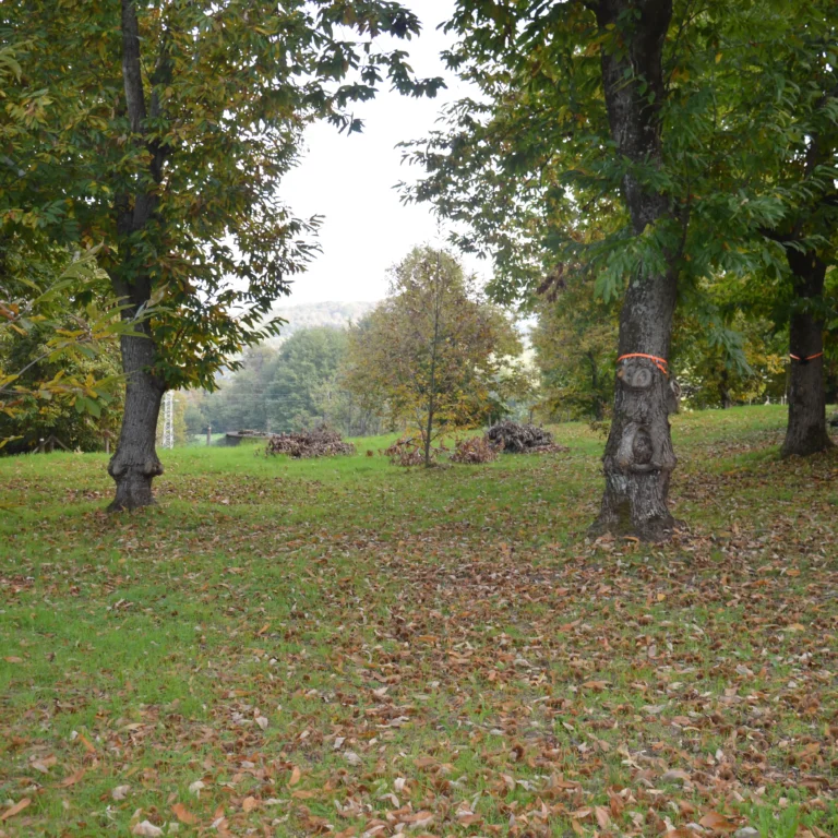 foto del terreno la casetta