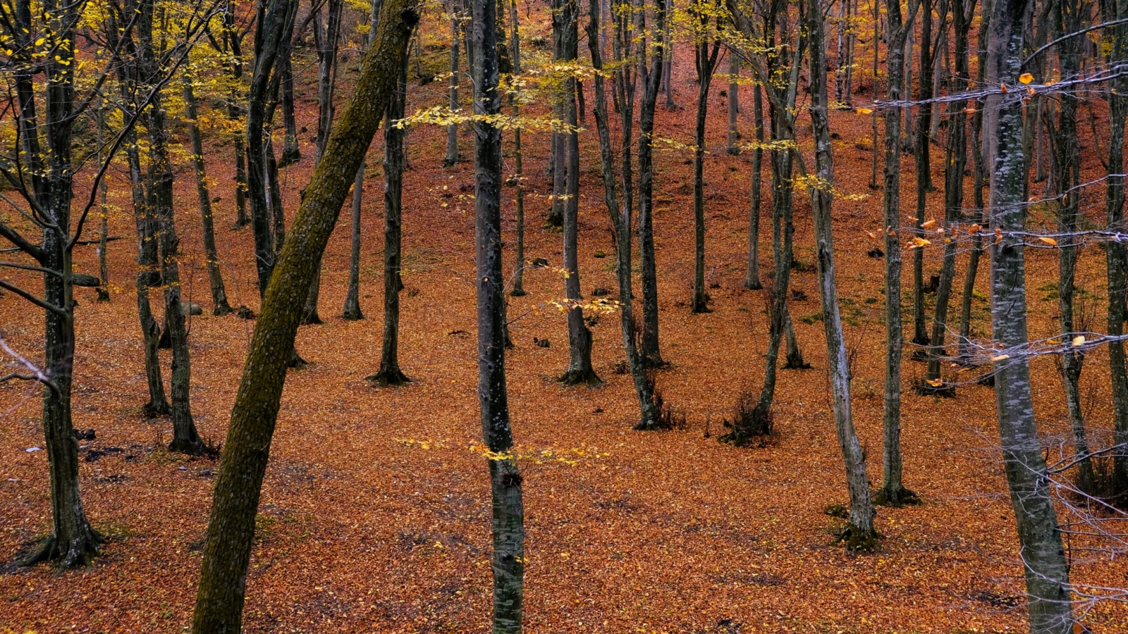 bosco di faggi nei monti lepini